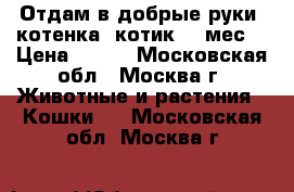 Отдам в добрые руки  котенка (котик) 2 мес. › Цена ­ 100 - Московская обл., Москва г. Животные и растения » Кошки   . Московская обл.,Москва г.